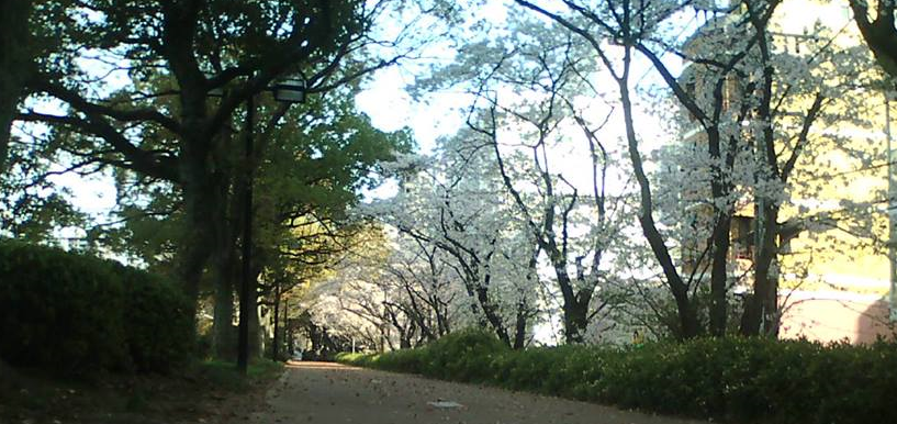 広島京橋川川沿い