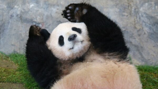 Too cute! HeHua, a very popular panda in China - a rival of Shan Shan!